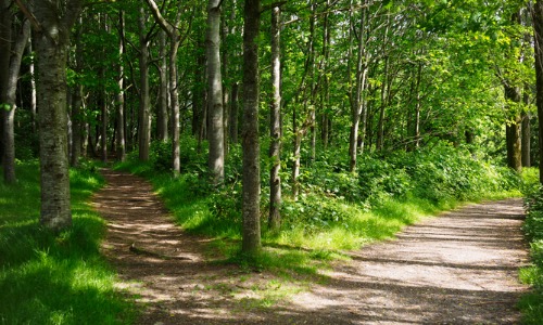 forked path in woods